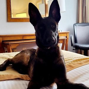 King Room Dog Friendly