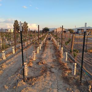 Black Star Ranch Vineyard