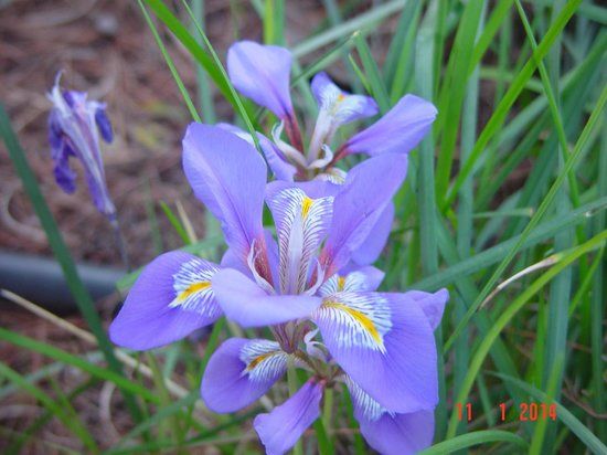 Botanical Garden Diomedes