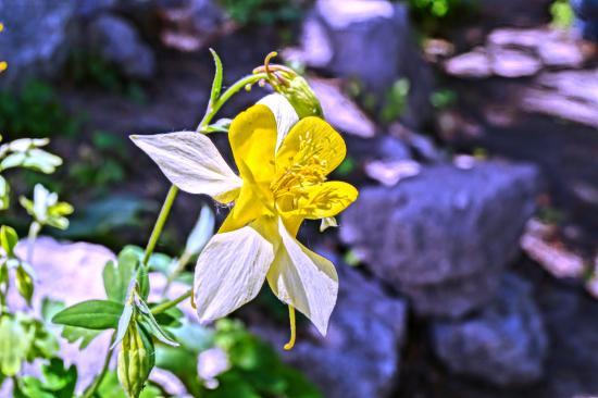 Living Memorial Gardens