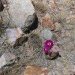 Confectionery Creations