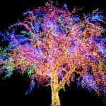 Restaurace Barka Gutovka