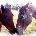 Geno's Italian Grill