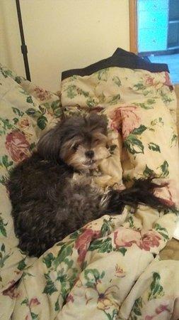 Black Mountain Roasters