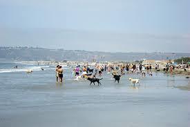Dog Beach