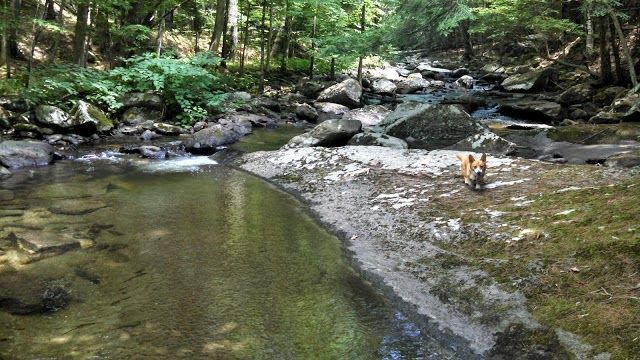 Mink Brook Nature Preserve