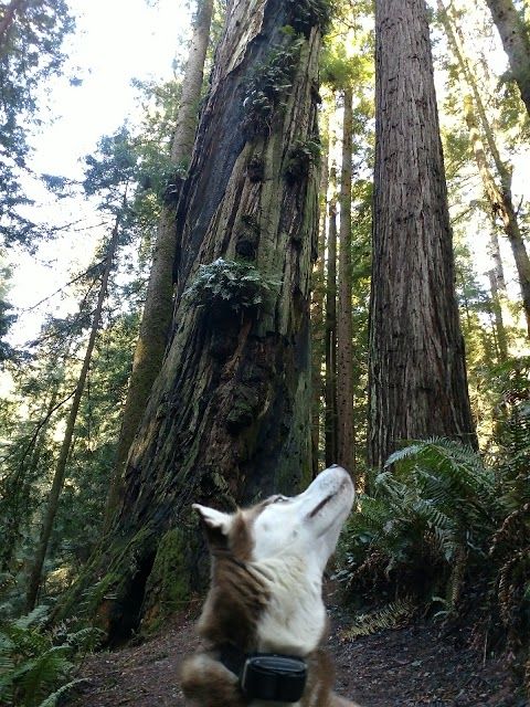 Arcata Community Forest