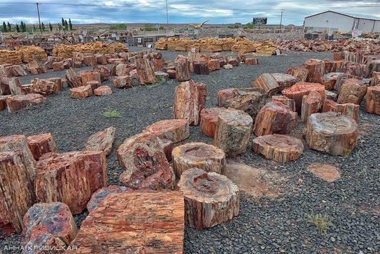 Jim Gray's Petrified Wood Co