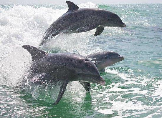 Island Time Dolphin and Shelling Cruises