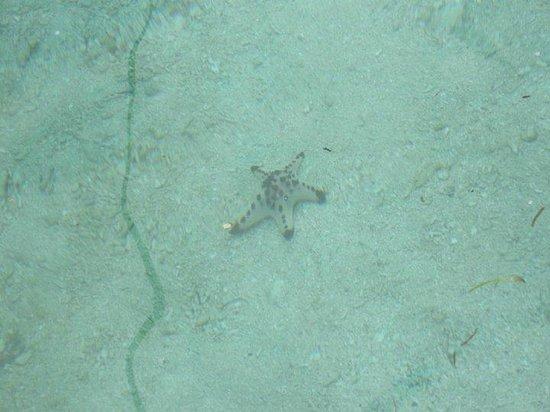 Carabao Dive Center