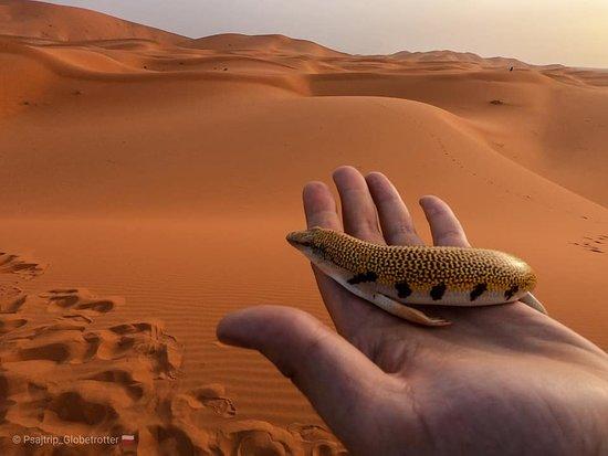 Amazing Camel Tours