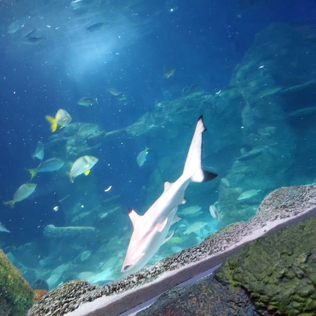 SEA LIFE Centre Charlotte