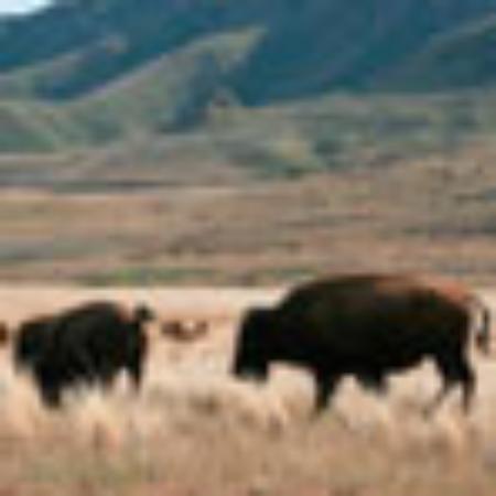 Moe's Southwest Grill