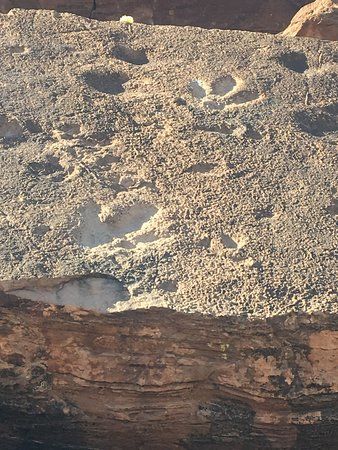 Poison Dinosaur Tracks Trail