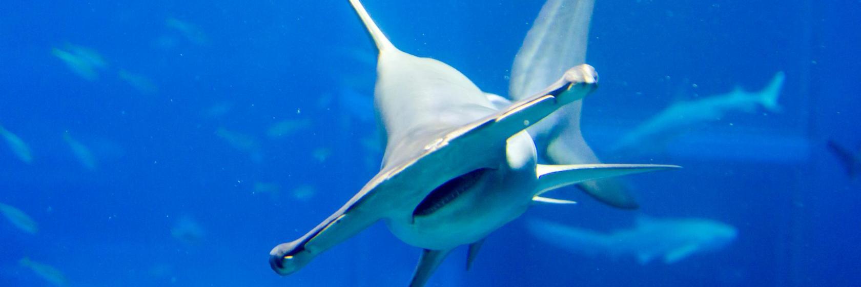 Adventure Aquarium