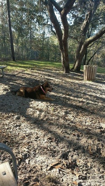 Rotary Centennial Dog Park