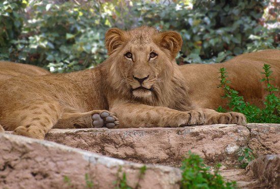 Zoológico de Barcelona