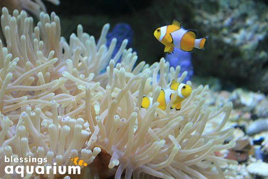 Blessings Aquarium