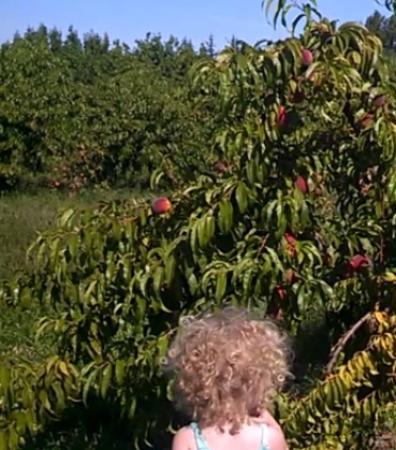 Valley View Orchards
