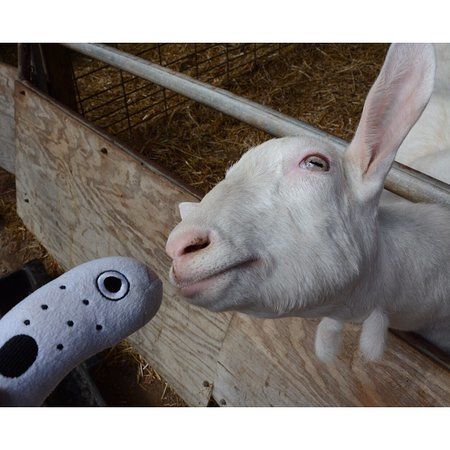 Noble Springs Dairy