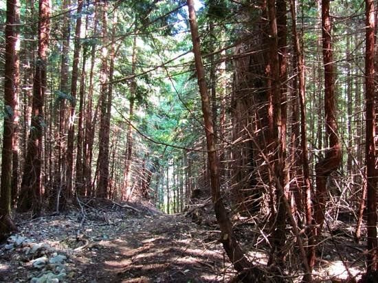 Silver Star Provincial Park