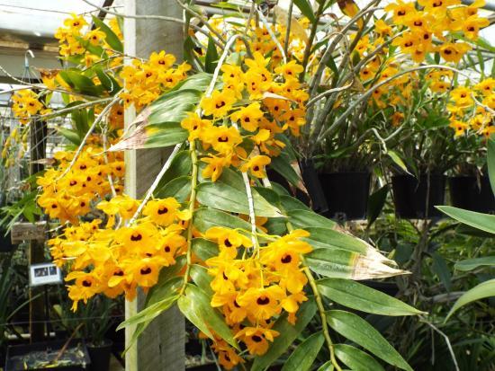 Santa Barbara Orchid Estate