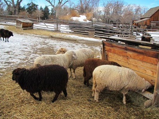 Littleton Historical Museum