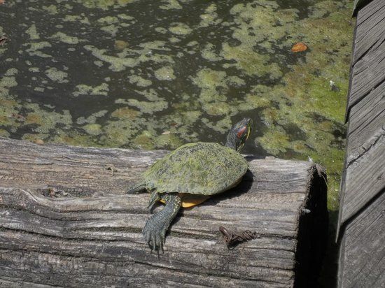 Oglebay Park Good Zoo