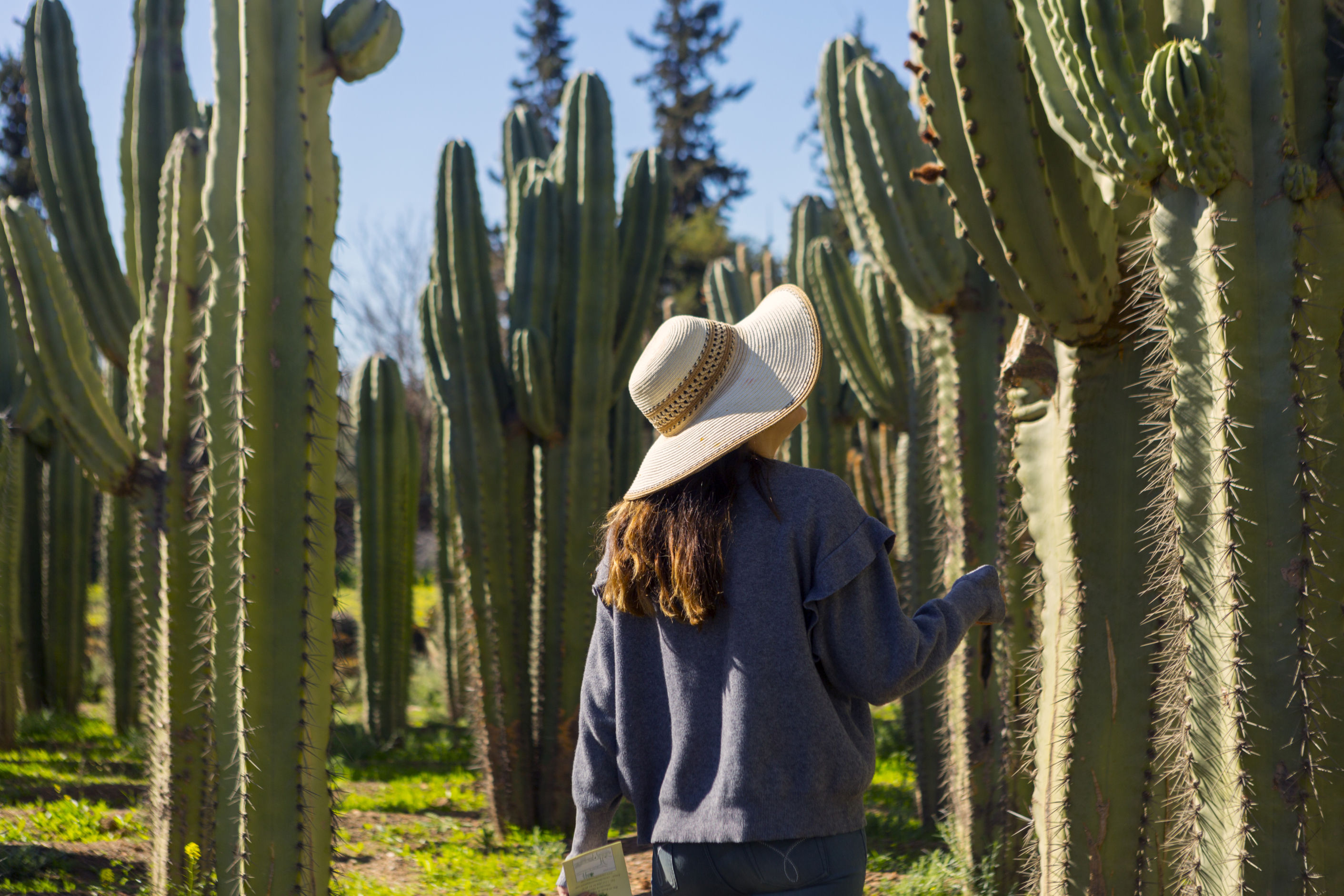 Cactus Thiemann