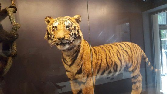 Natural History Museum