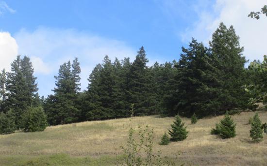 Laurie Guichon Memorial Grasslands Interpretive Site