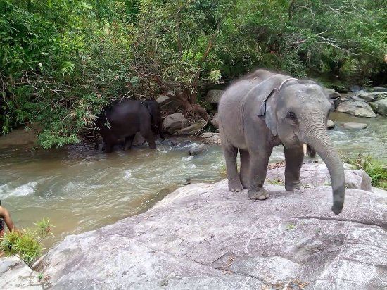 Elephant Care & Grand Canyon Jumping